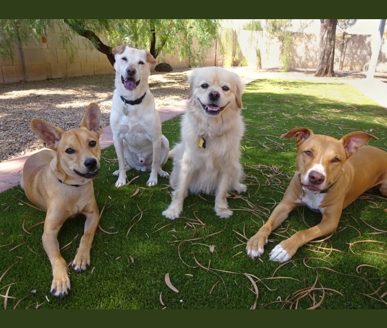 Bean, a Chow Chow and Chihuahua mix tested with EmbarkVet.com