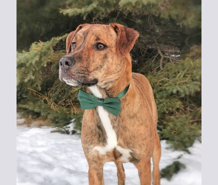 Photo of Boston, an American Pit Bull Terrier, Saint Bernard, Australian Cattle Dog, Pug, and Redbone Coonhound mix in Edmonton, Alberta, Canada
