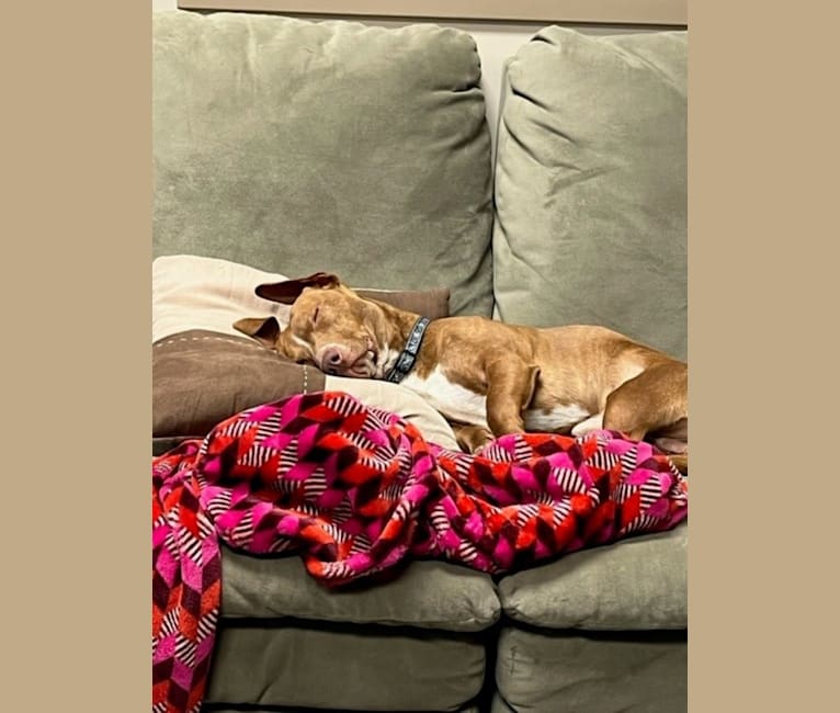 Bruce, an American Pit Bull Terrier and Chihuahua mix tested with EmbarkVet.com