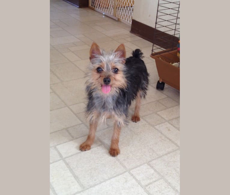 Chihuahua silky terrier mix new arrivals