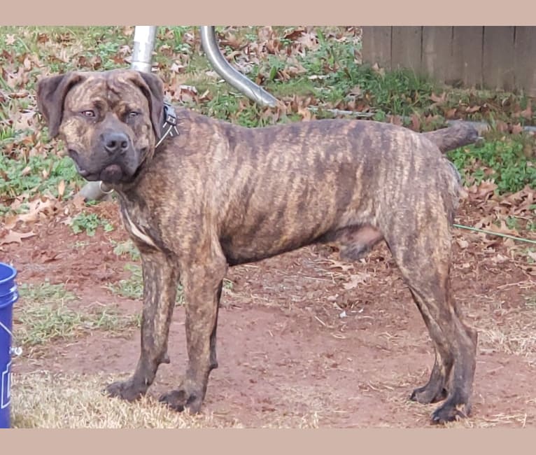 Tri store color boerboel