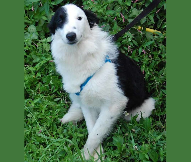 Mikey, a Border Collie and Australian Cattle Dog mix tested with EmbarkVet.com