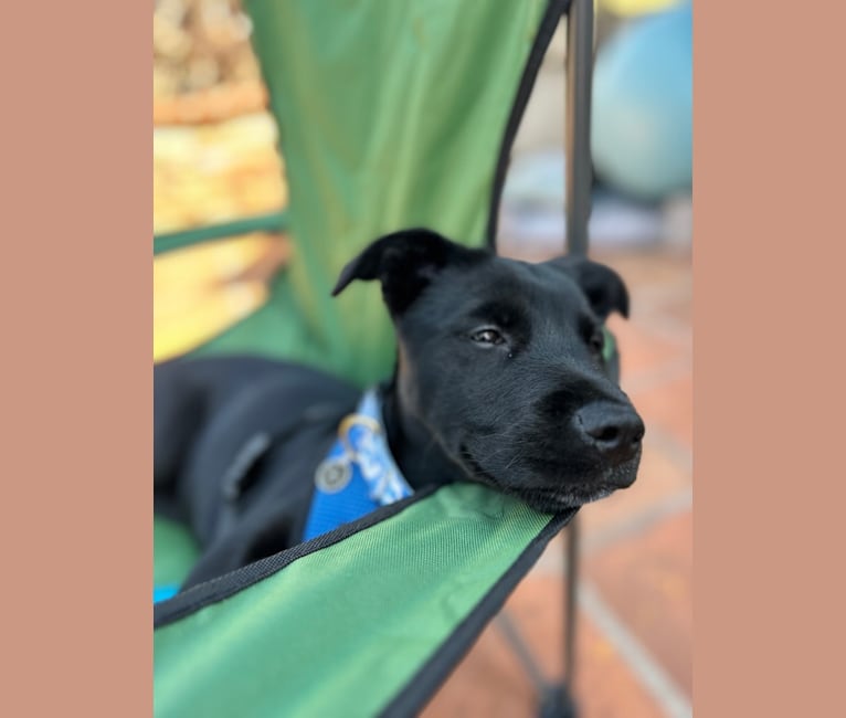 Rio, a Rottweiler and Golden Retriever mix tested with EmbarkVet.com