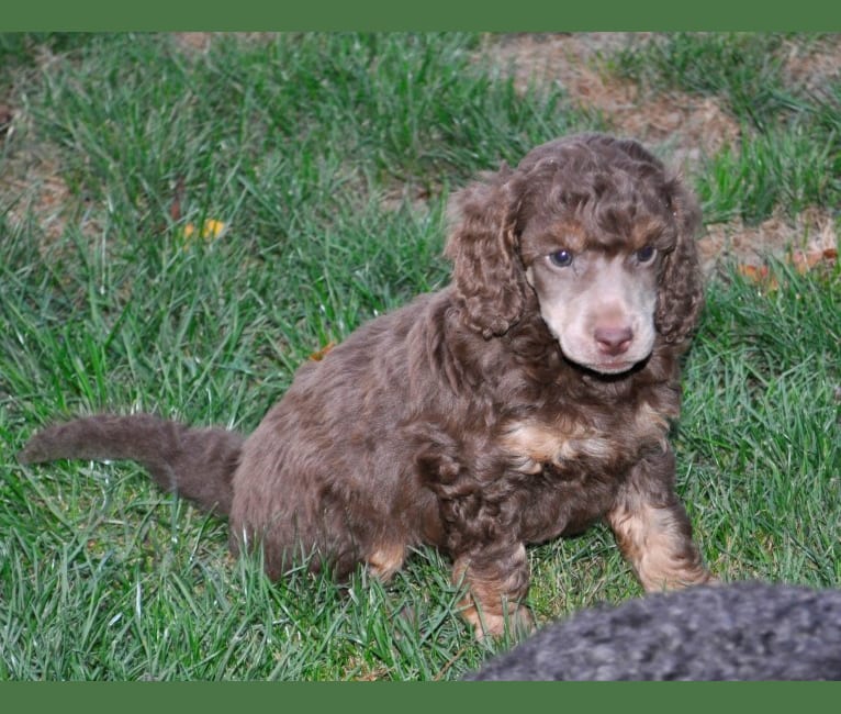 Photo of AIYANA, a Poodle 