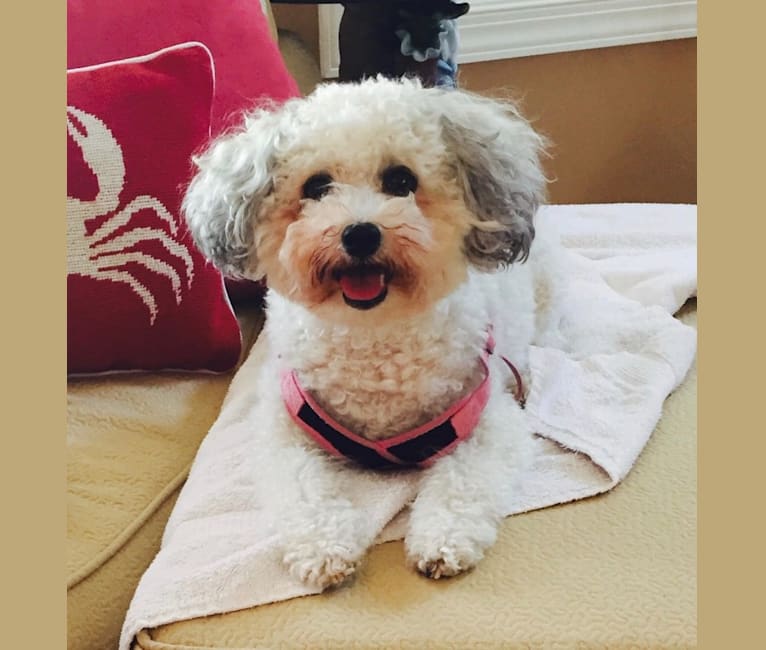 Embark Dog DNA Test Breed