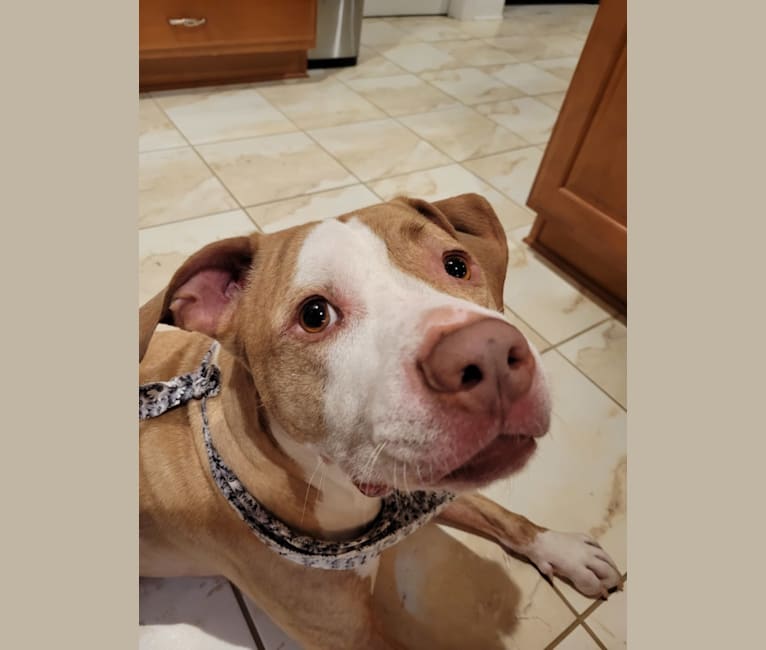Photo of Clyde, an American Pit Bull Terrier  in Maryland, USA