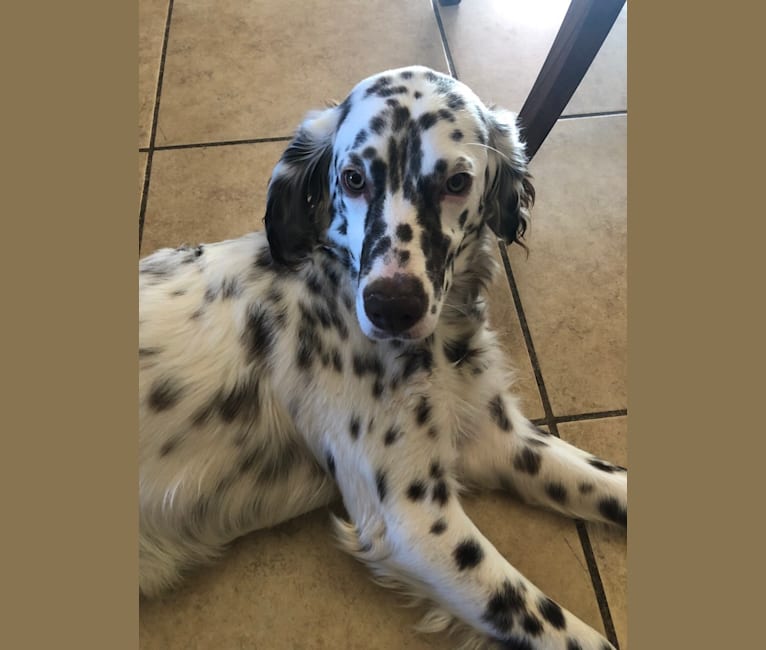 Winter, a Llewellin Setter tested with EmbarkVet.com