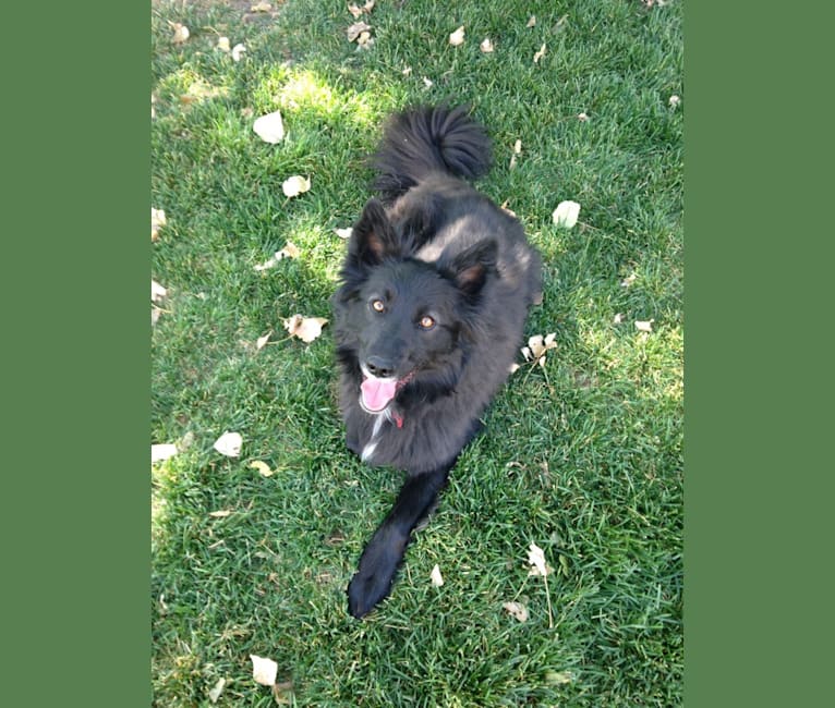 keeshond border collie mix