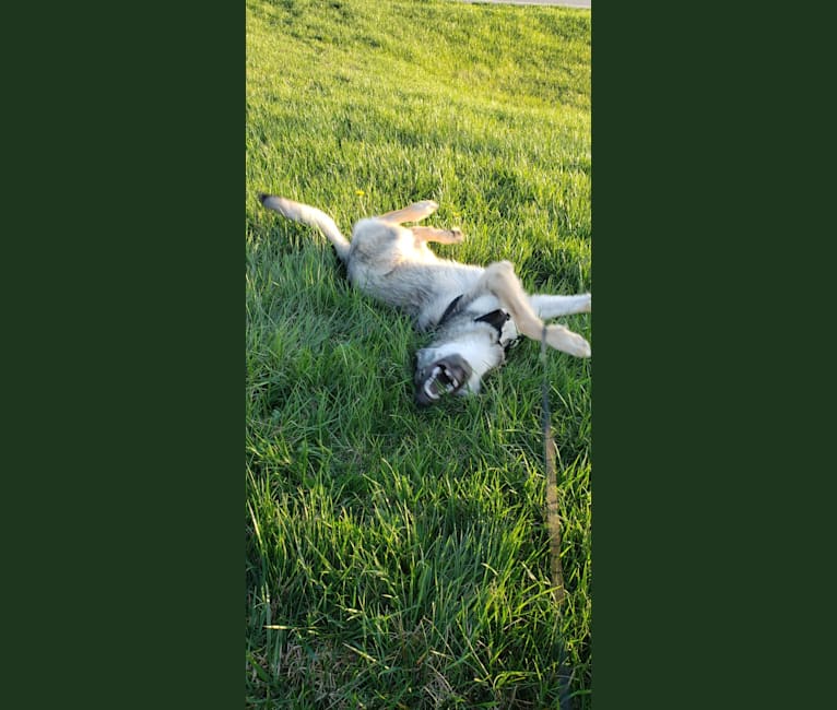 Hades a dog tested with EmbarkVet.com