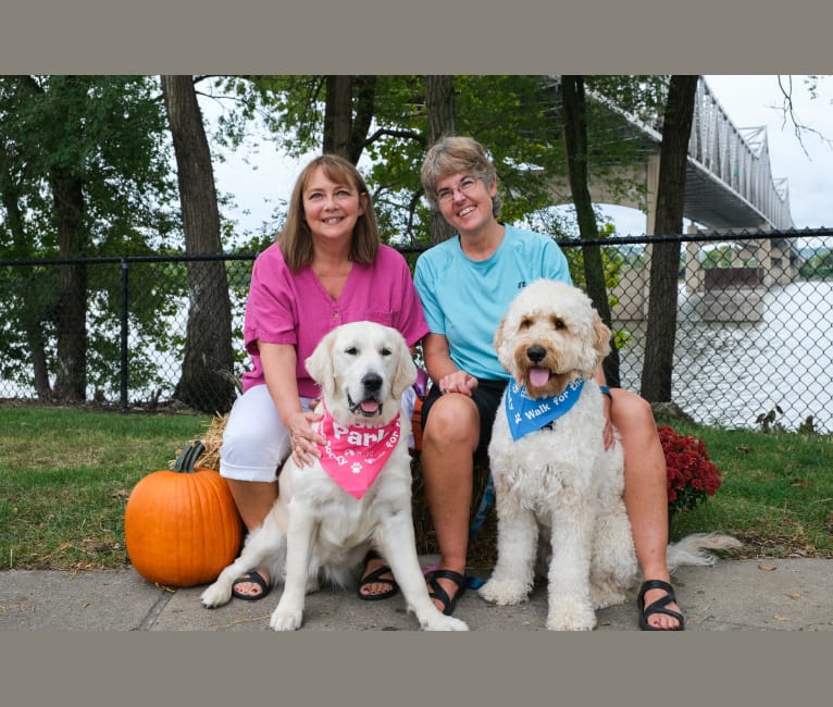 Photo of Winston, a Goldendoodle  in Rochester, Illinois, USA