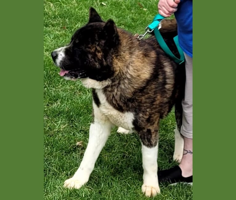 Photo of Bruno, an Akita  in Lonaconing, MD, USA