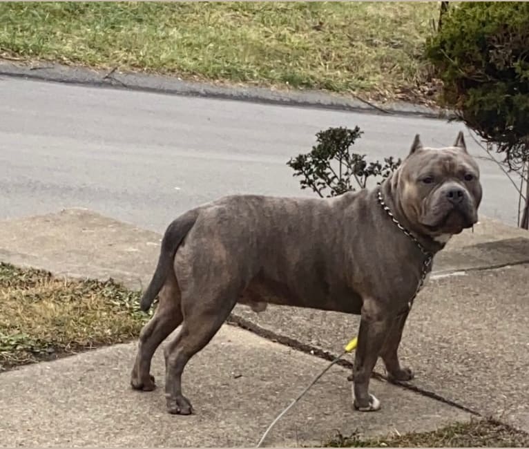 Jax cheap american bully