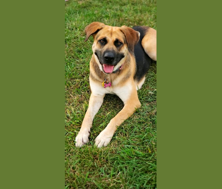 Annie, a German Shepherd Dog and Boxer mix tested with EmbarkVet.com