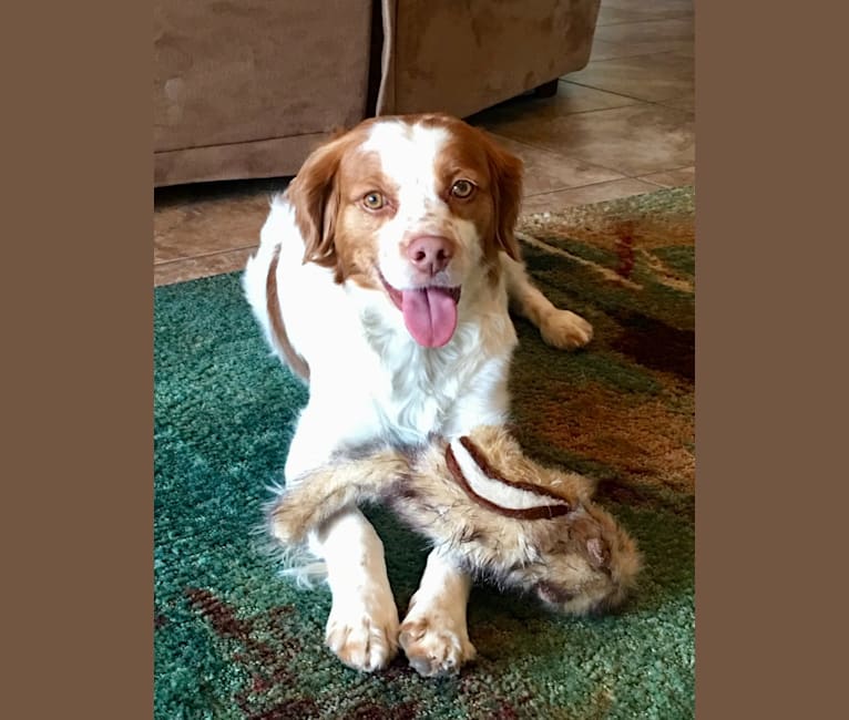 Mason, a Brittany and English Setter mix tested with EmbarkVet.com