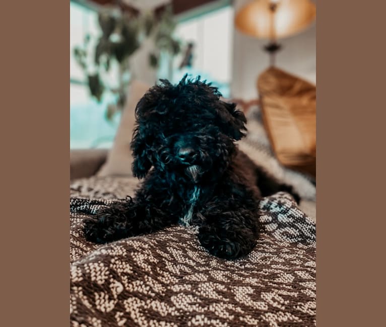 Sawyer Phillip, a Poodle (Small) tested with EmbarkVet.com