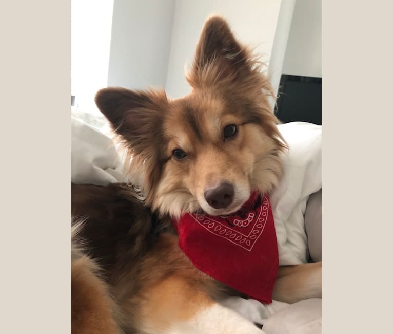 Border collie and pomeranian mix discount
