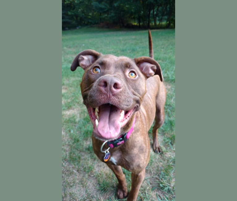 Lucy, an American Pit Bull Terrier and Labrador Retriever mix tested with EmbarkVet.com