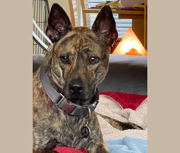 Tai, a Phu Quoc Ridgeback tested with EmbarkVet.com