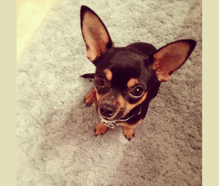 Hesher, a Chihuahua tested with EmbarkVet.com