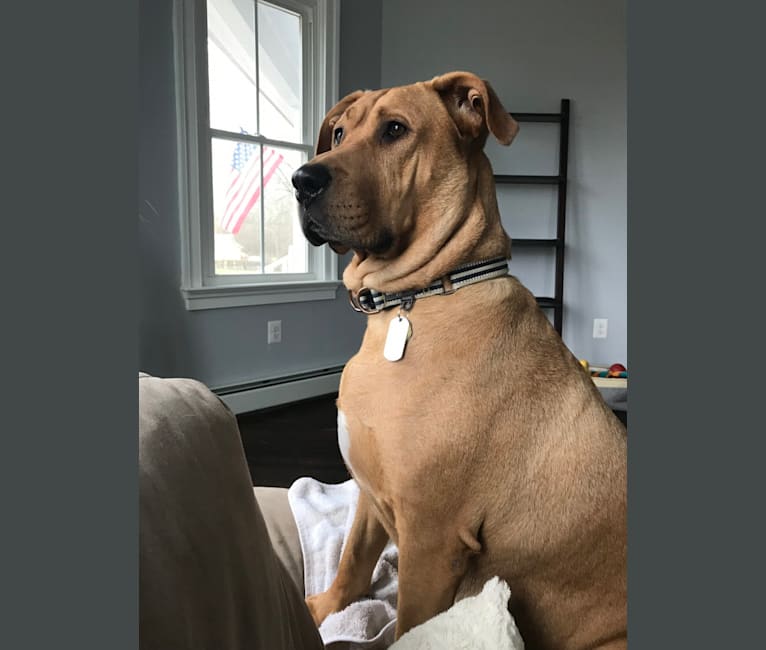 Embark Dog DNA Test Breed