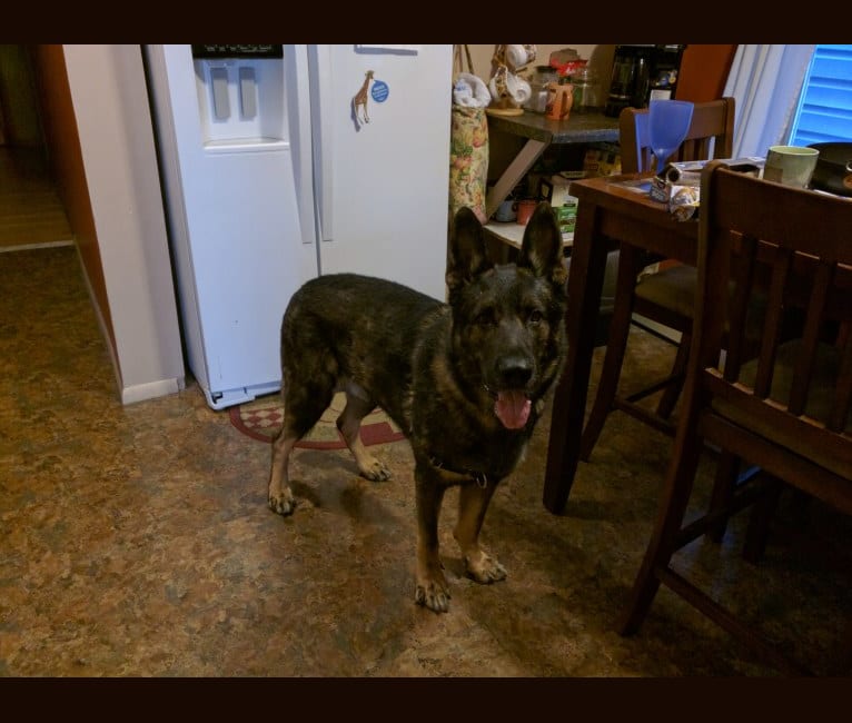 Chewy, a German Shepherd Dog tested with EmbarkVet.com