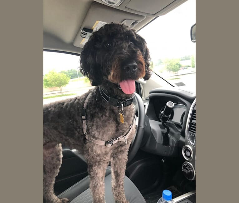 German shorthaired pointer and poodle mix best sale