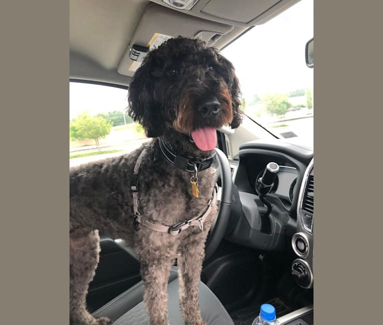 Miley, a German Shorthaired Pointer and Poodle (Standard) mix tested with EmbarkVet.com