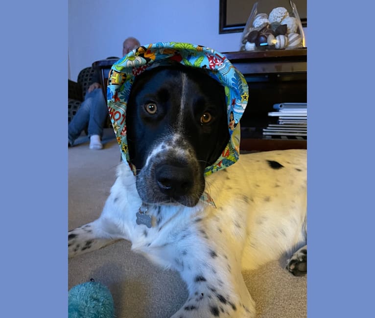 Toby, a German Shorthaired Pointer and Great Pyrenees mix tested with EmbarkVet.com