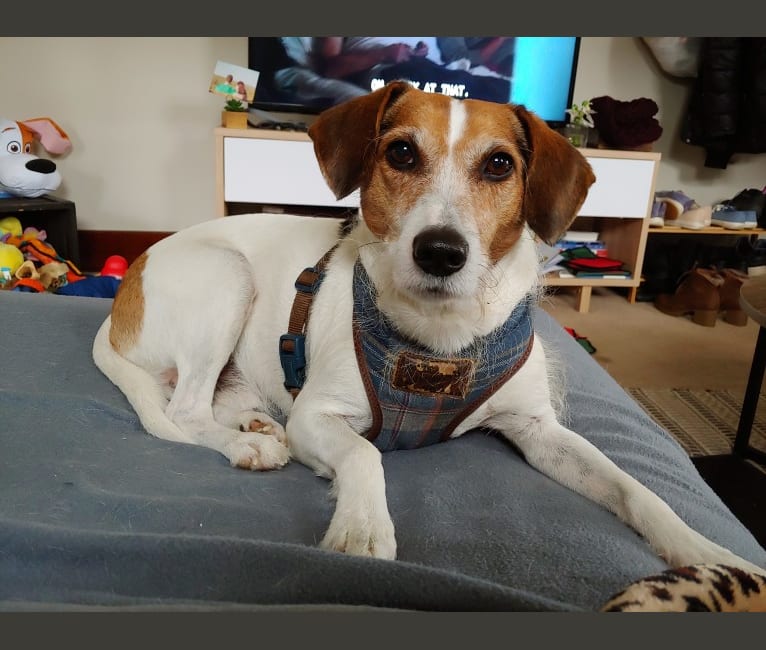 Jack russell coonhound top mix