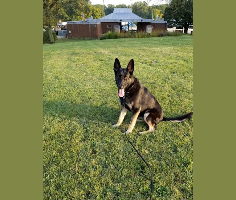Miss Black, a German Shepherd Dog tested with EmbarkVet.com
