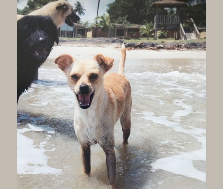 Photo of Blip, a Chihuahua, Cocker Spaniel, German Shepherd Dog, and Mixed mix in Puerto Rico