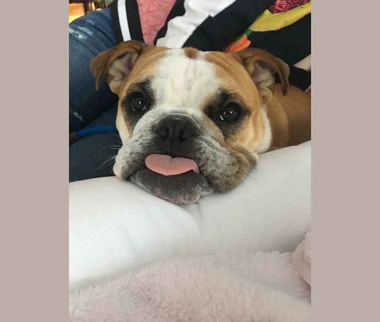 Chickie, a Bulldog tested with EmbarkVet.com