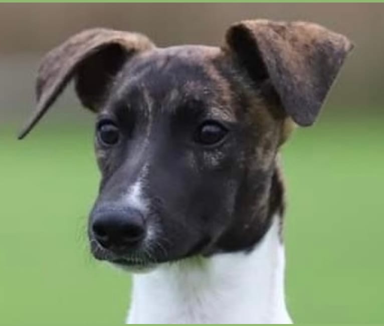 Zoom, a Whippet and Border Collie mix tested with EmbarkVet.com