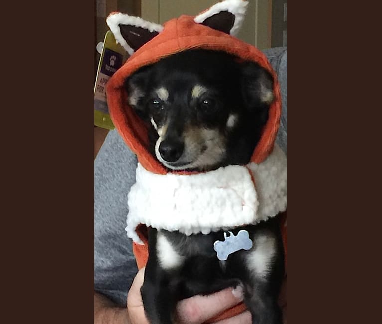 Jake, a Chihuahua and Dachshund mix tested with EmbarkVet.com