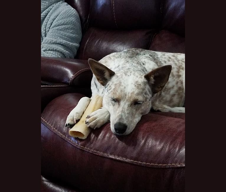 Photo of Bella, an Australian Cattle Dog, Catahoula Leopard Dog, Chow Chow, Rat Terrier, and Border Collie mix in Greenville, Texas, USA