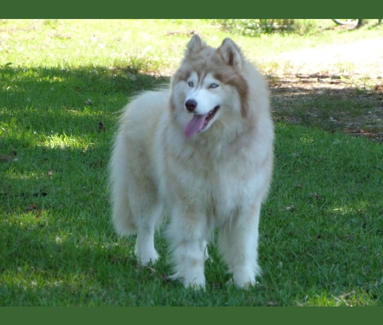 White wooly siberian husky shop