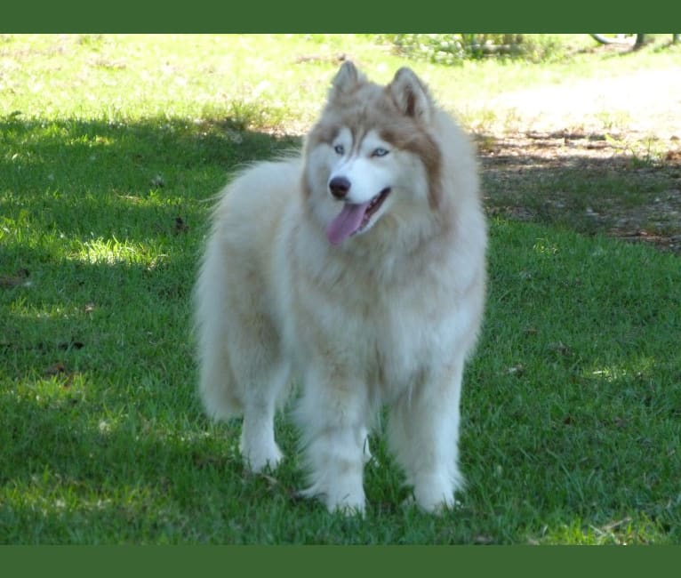 "SAKARI" SUNSHINE SAKARI, a Siberian Husky tested with EmbarkVet.com