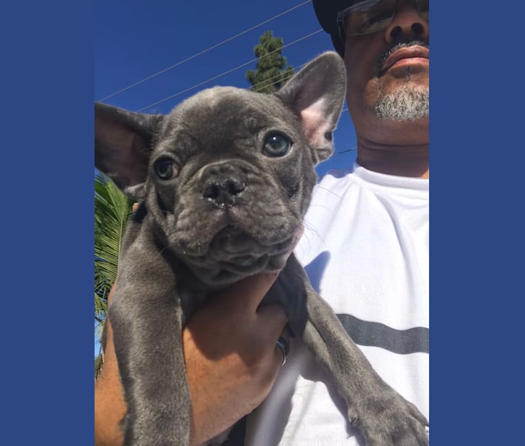 Photo of Blu, a French Bulldog  in California, USA
