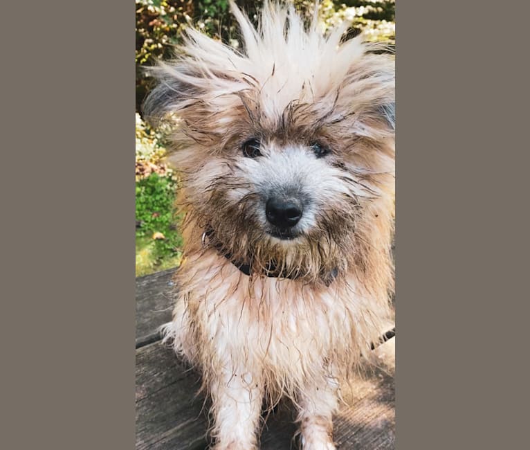 Photo of Sully, a Phu Quoc Ridgeback, Pomeranian, Pekingese, Japanese Chin, Poodle (Small), Chinese Chongqing Dog, and Mixed mix in Bali, Indonesia