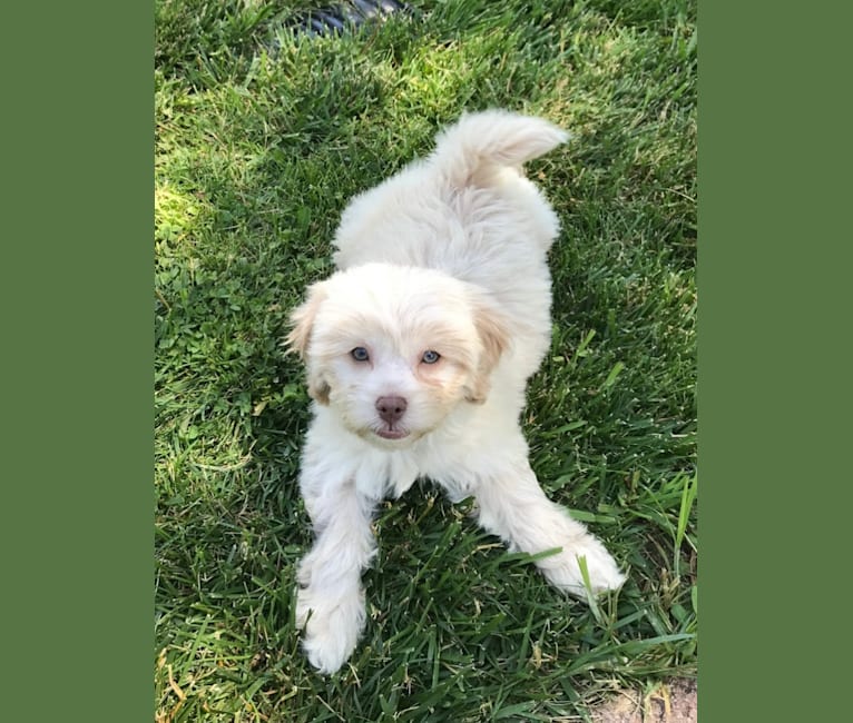 Daisy, a Poodle (Small) and Shih Tzu mix tested with EmbarkVet.com