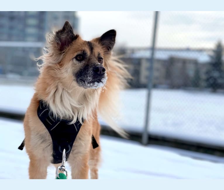 Sully, a Formosan Mountain Dog tested with EmbarkVet.com