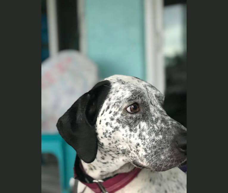 Bluetick coonhound online pit mix