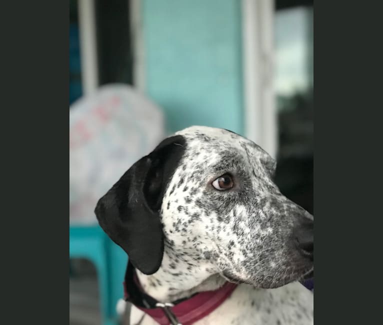 Lucy, an American Pit Bull Terrier and Bluetick Coonhound mix tested with EmbarkVet.com