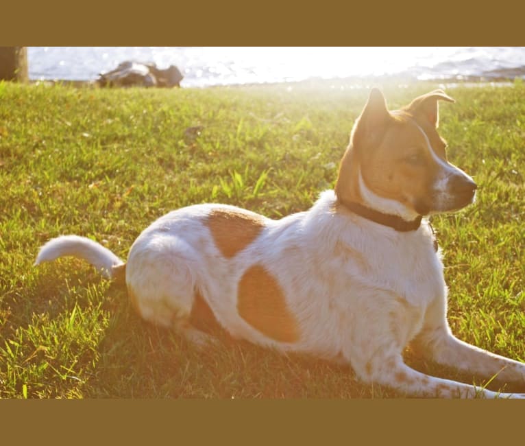 Ranger, a Rat Terrier and Chow Chow mix tested with EmbarkVet.com