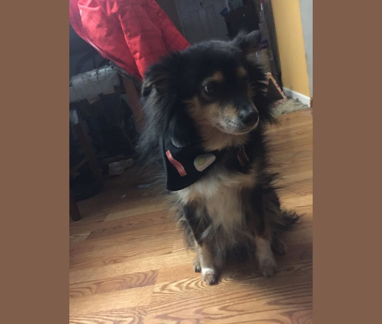 Embark Dog DNA Test Breed
