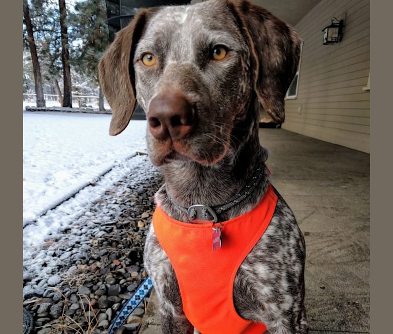 Rainier, an Australian Cattle Dog and German Shorthaired Pointer mix tested with EmbarkVet.com