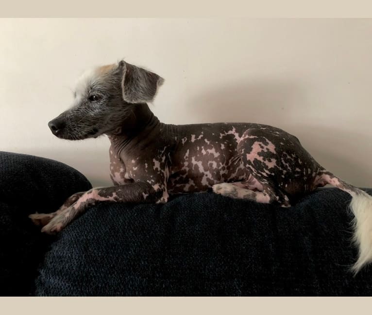 Embark Dog DNA Test Breed