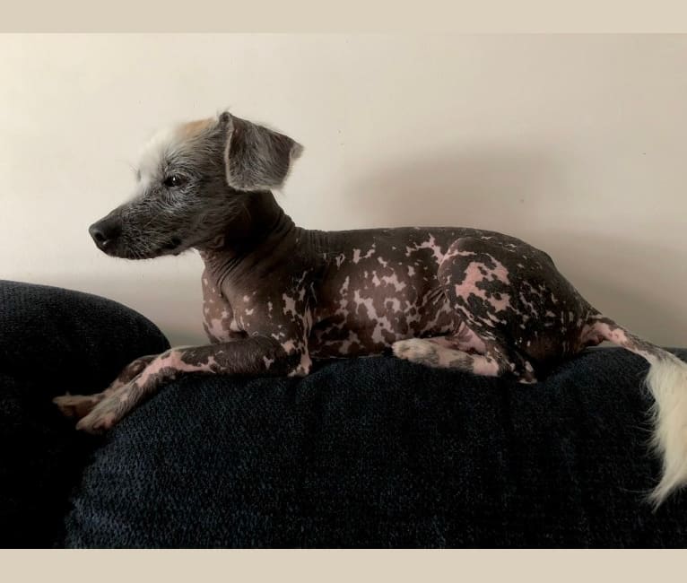 Snickerdoodle, a Chinese Crested and Beagle mix tested with EmbarkVet.com