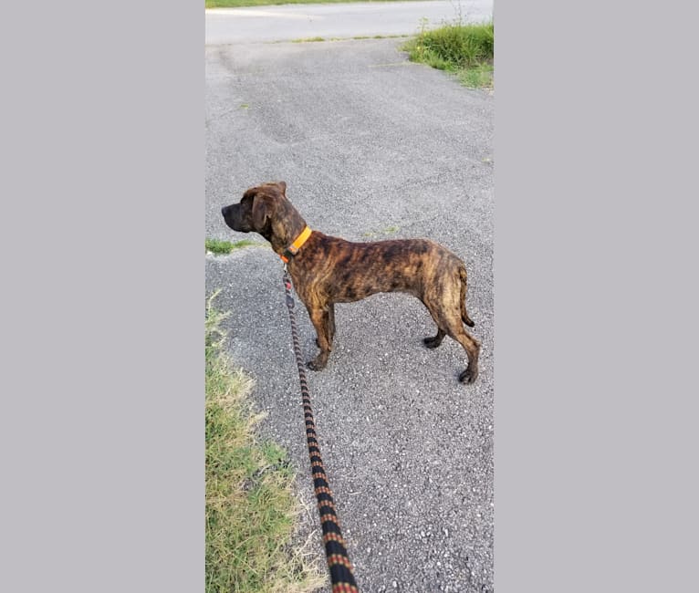 Dozer, a Cane Corso and Doberman Pinscher mix tested with EmbarkVet.com