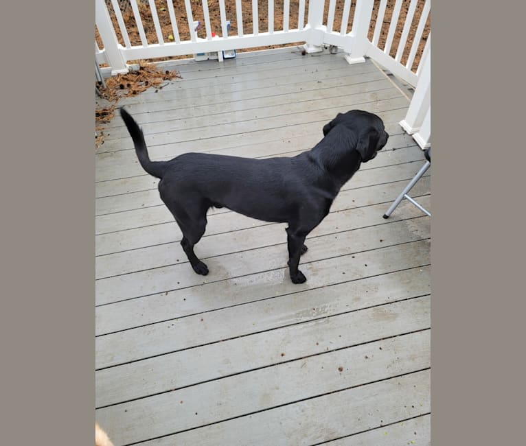 Wedge, a Labrador Retriever tested with EmbarkVet.com